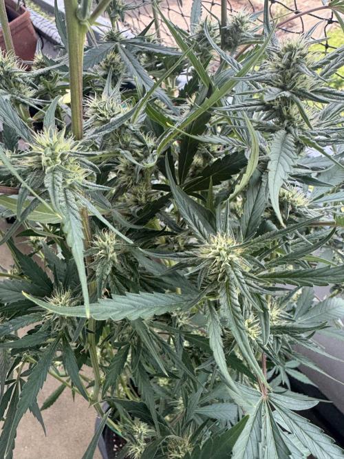 Guava Sundae Auto. Week 6