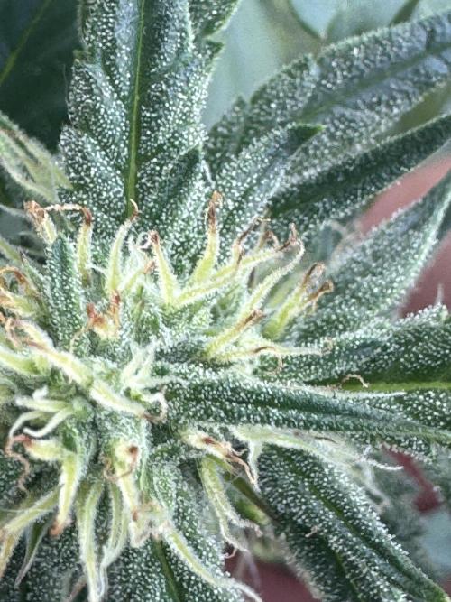Guava Sundae Auto. Week 6