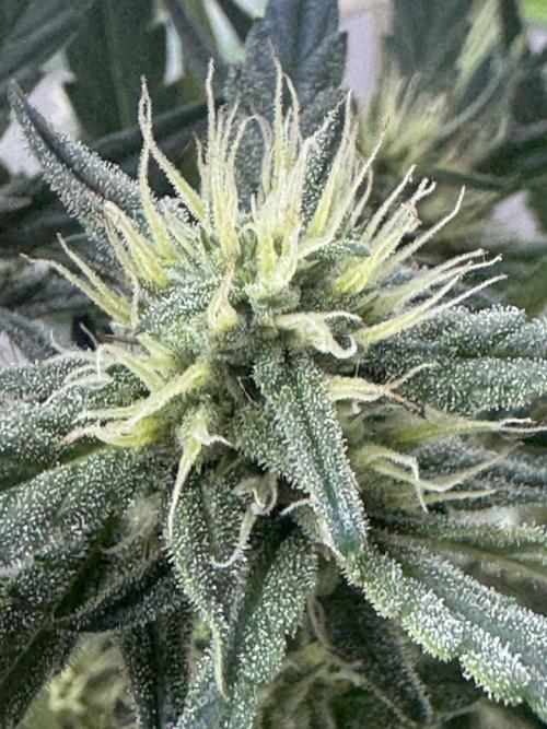 Guava Sundae Auto. Week 6
