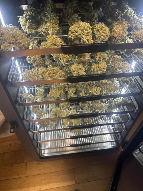 Apricot Auto. Week 8