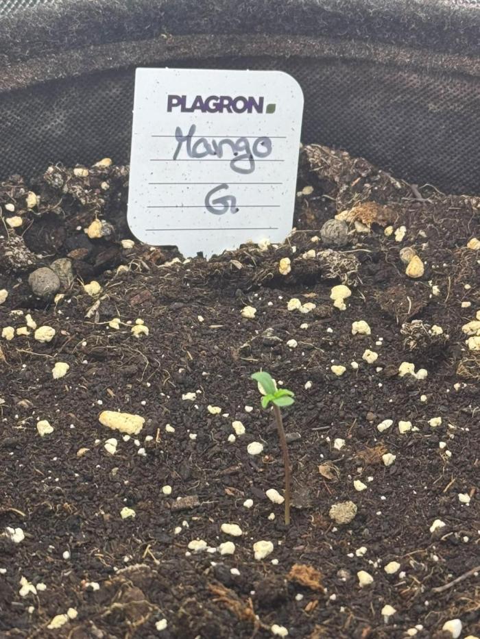 Mango G. Week 0