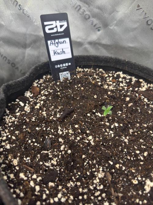 Afghan Kush Auto. Week 0