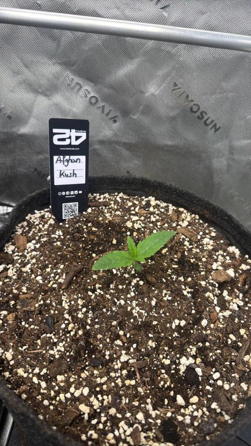 Afghan kush. Week 1