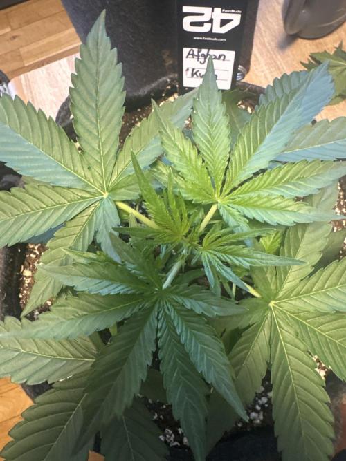 Afghan Kush Auto. Week 2