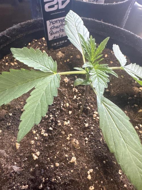 Mango Cherry Runtz Auto. Week 1