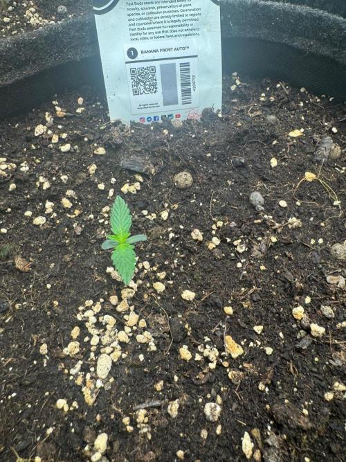 Banana Frost. Week 0