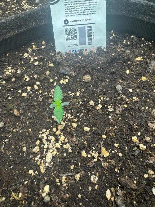 Banana Frost. Week 0