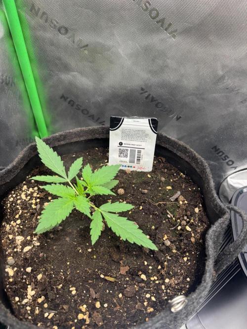 Banana Frost. Week 1