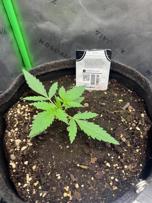 Banana Frost. Week 1