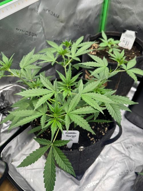 Mango G. Week 3
