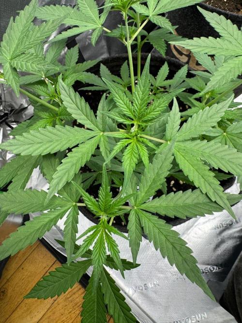 Mango G. Week 3