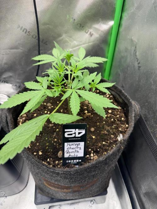 Mango Cherry Runtz. Week 2