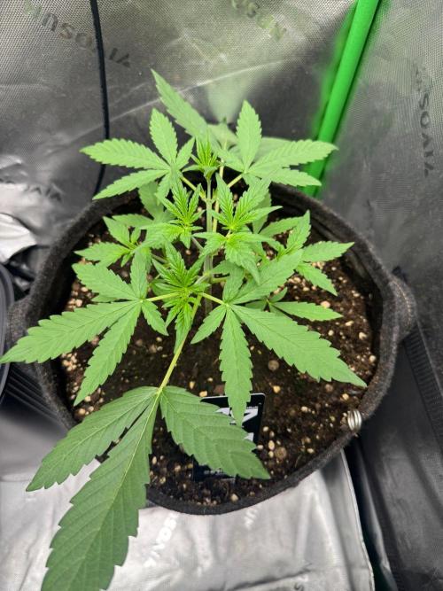 Mango Cherry Runtz. Week 2