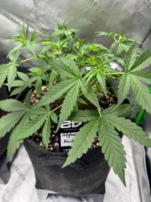 Afghan kush. Week 3