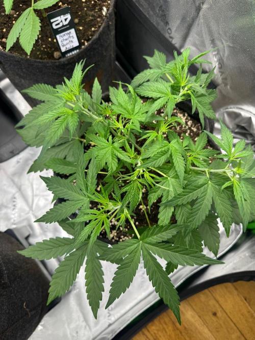 Afghan kush. Week 3