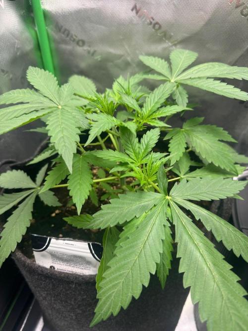 Banana Frost. Week 2