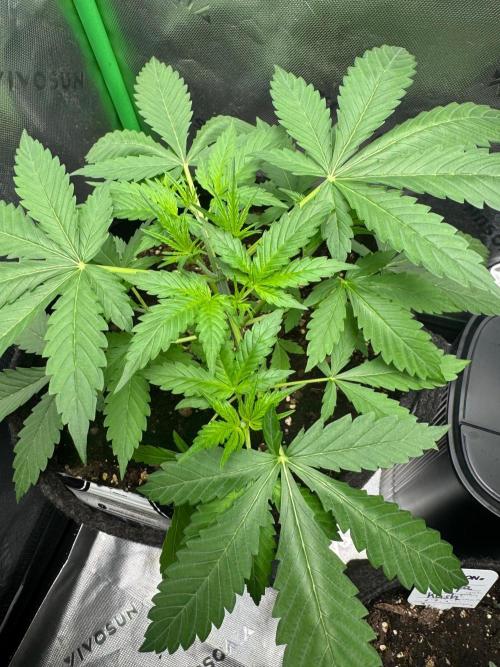 Banana Frost Auto. Week 2