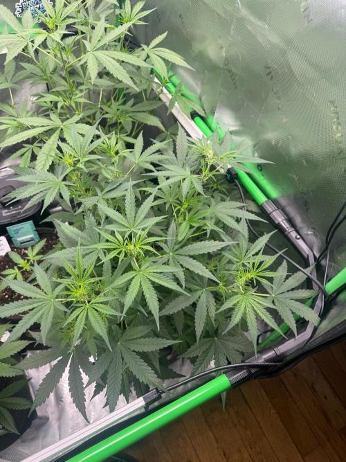 Afghan kush. Week 4