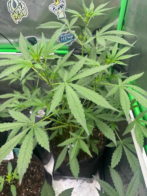 Mango Cherry Runtz. Week 3
