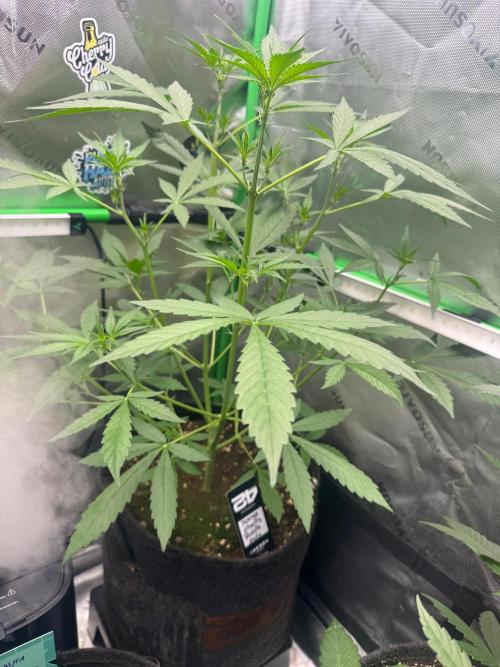 Mango Cherry Runtz Auto. Week 3