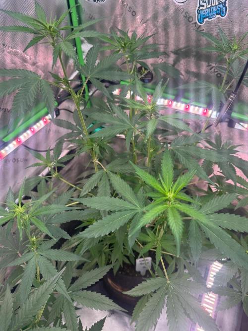 Mango G. Week 4