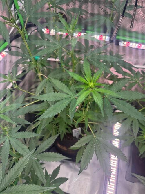 Mango G. Week 4