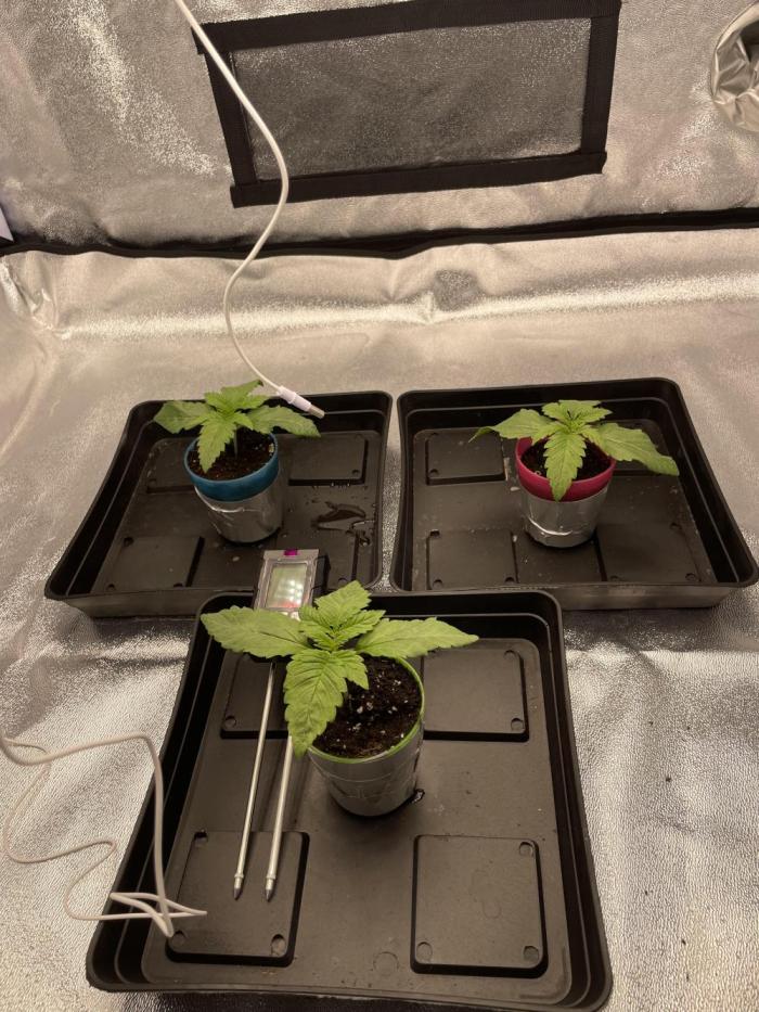 Tangie. Week 1 - Rostou