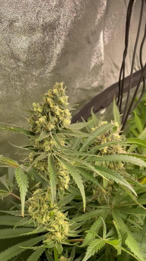 Tangie