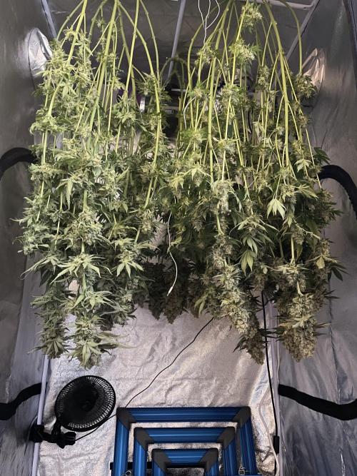 Tangie. Week 16