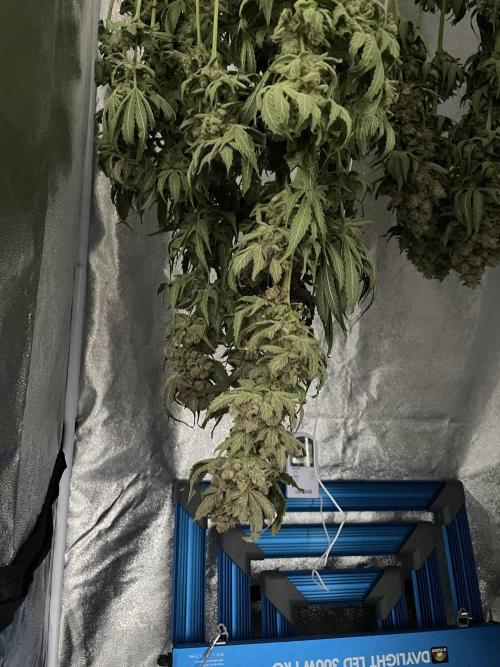 Tangie. Week 16
