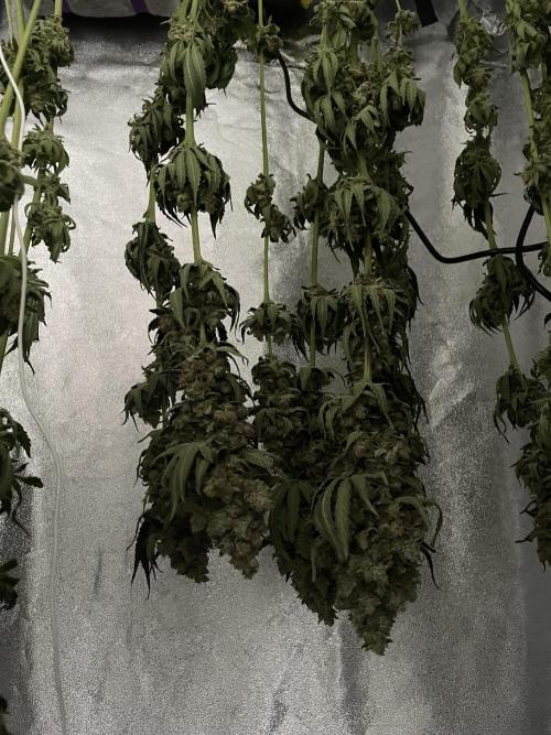 Tangie. Week 16