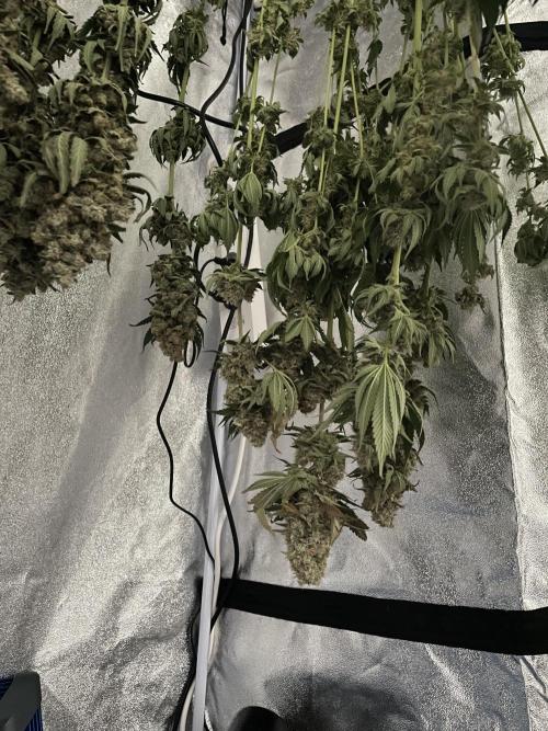 Tangie. Week 16