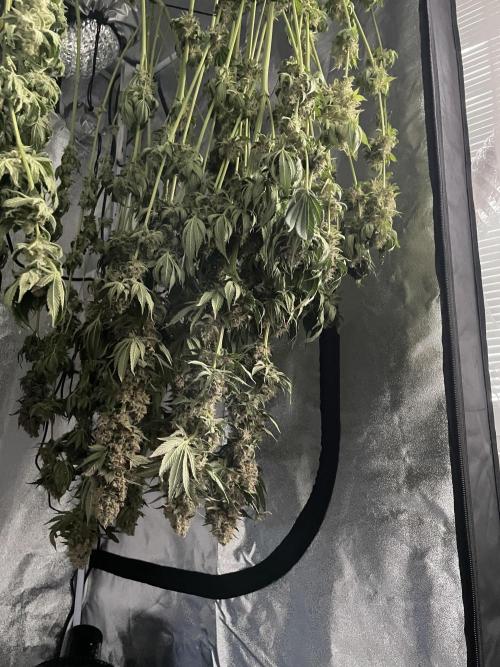Tangie. Week 16