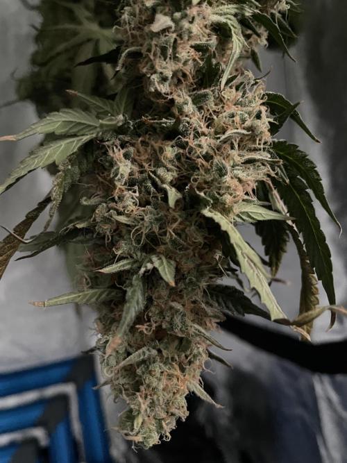 Tangie. Week 16