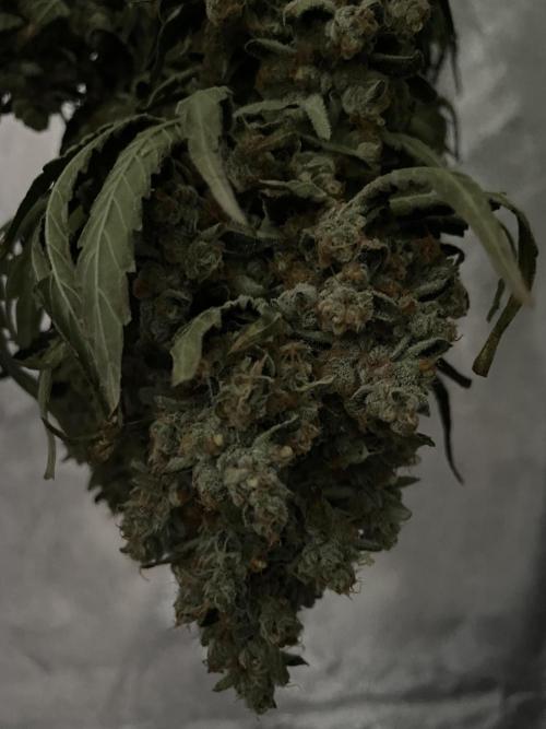 Tangie. Week 16