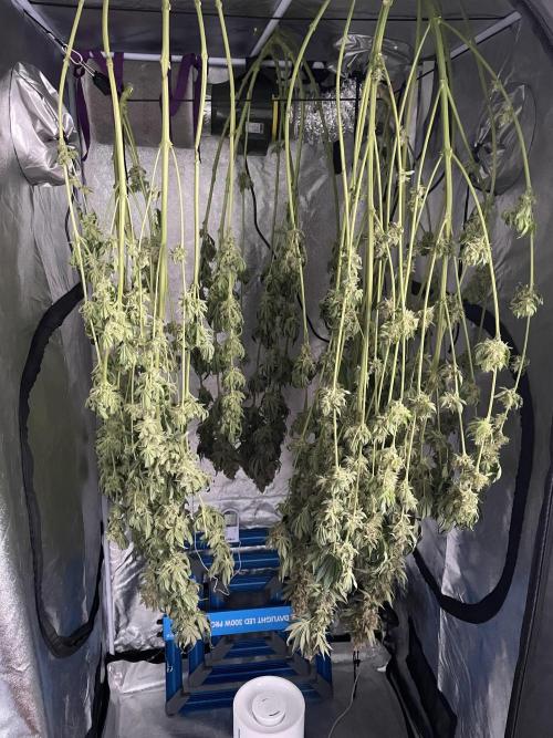 Tangie. Week 16