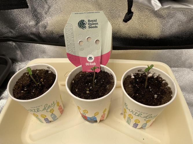 Living soil. Week 0 - 3 x O.G. Kush. 