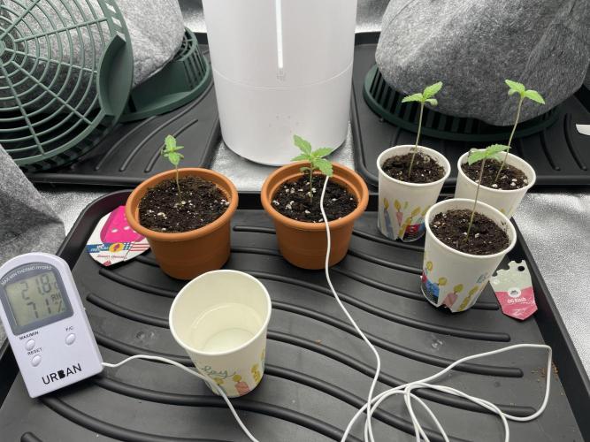 Living soil. Week 1