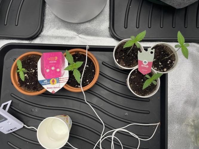 Living soil. Week 1