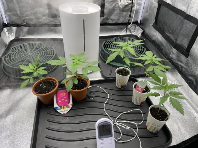 Living soil. Week 1