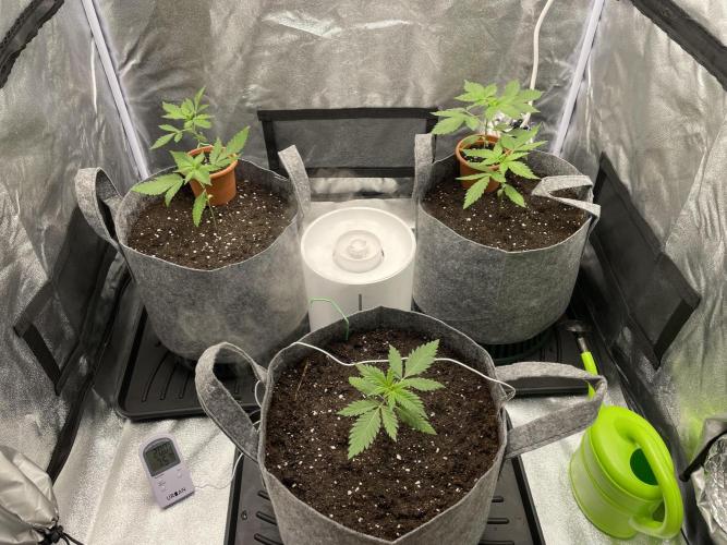 Living soil. Week 2