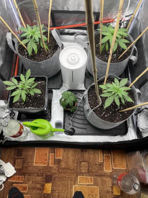 Living soil. Week 2