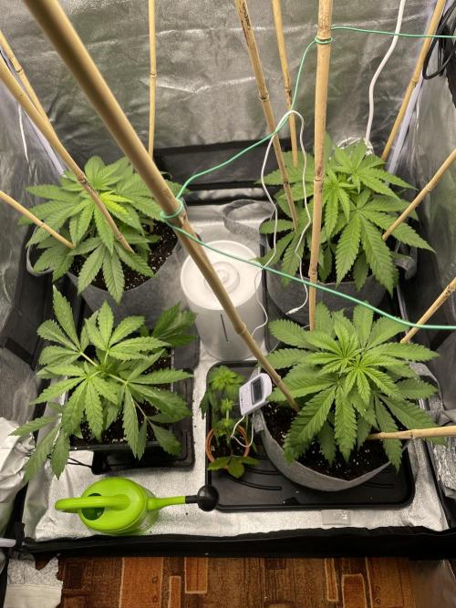 Living soil. Week 2