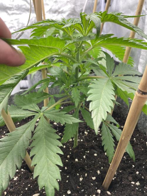 Living soil. Week 2 - OG KUSH