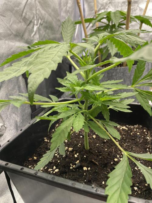 Living soil. Week 2 - Green gelato