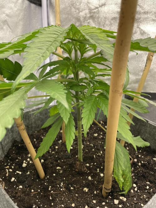 Living soil. Week 2 - OG KUSH