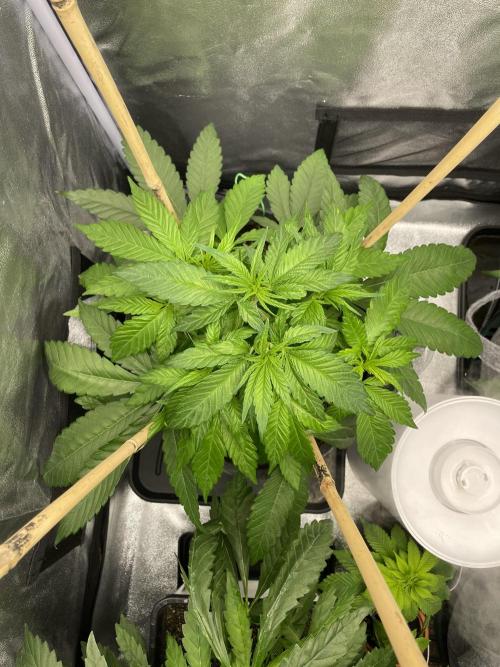 Living soil. Week 3