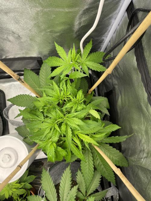 Living soil. Week 3
