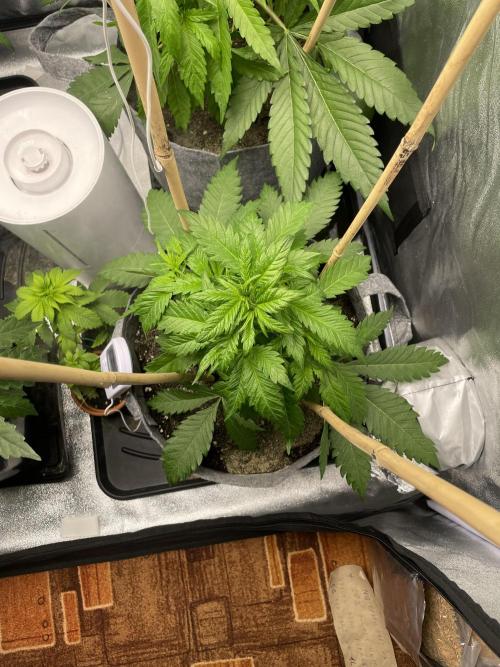 Living soil. Week 3