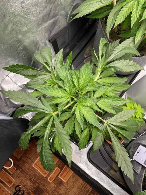 Living soil. Week 3 - Green Gelato. 
